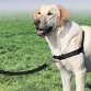 HARNAIS ET LAISSE EASY WALK POUR CHIEN