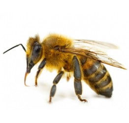 Apiculture